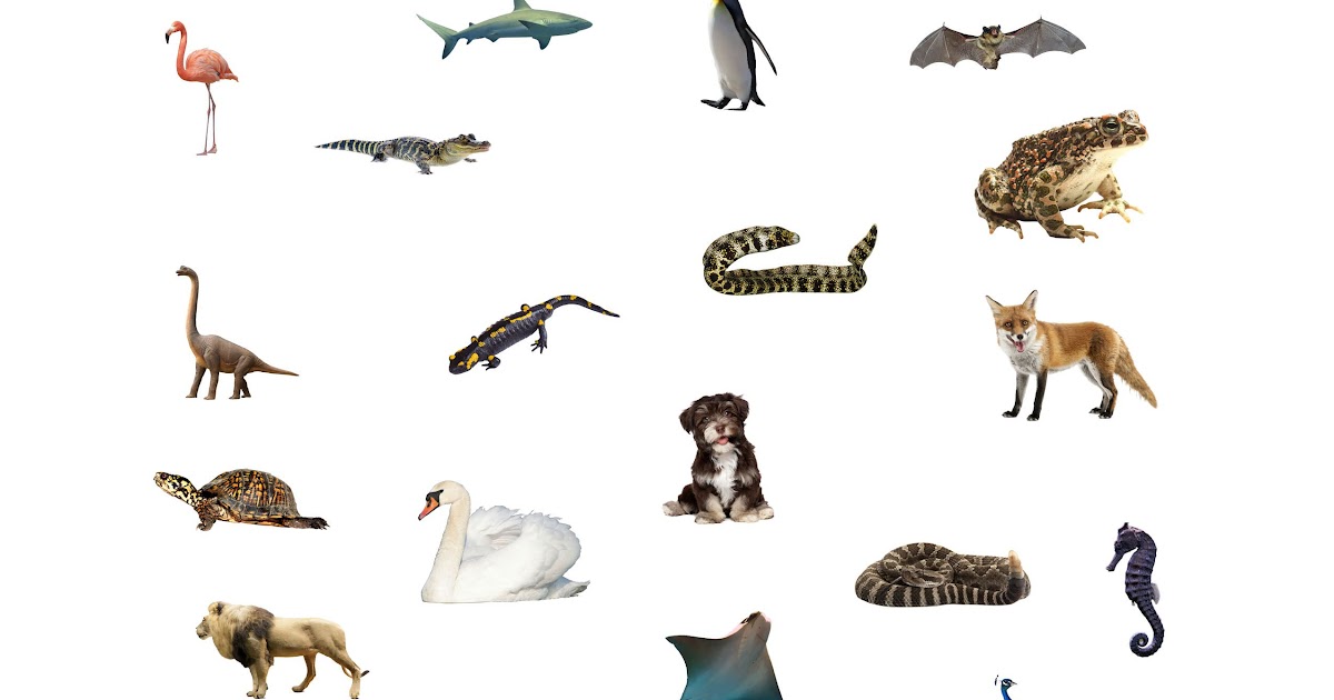 Fish Mammals Reptiles Birds Amphibians - The Best Dogs And Cats