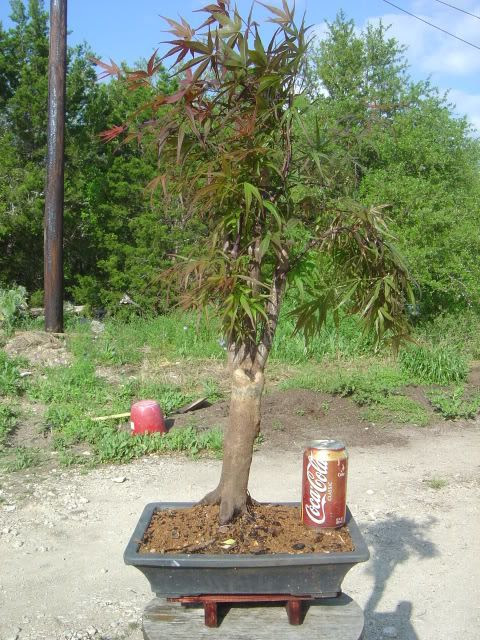 bloodgood japanese maple bonsai | RONIERONGGO