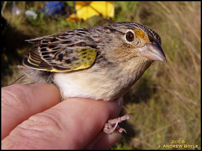 Grasshopper Sparrow