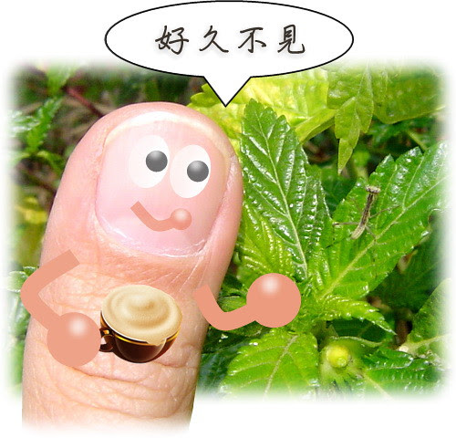 無限台南/寬腹螳螂
