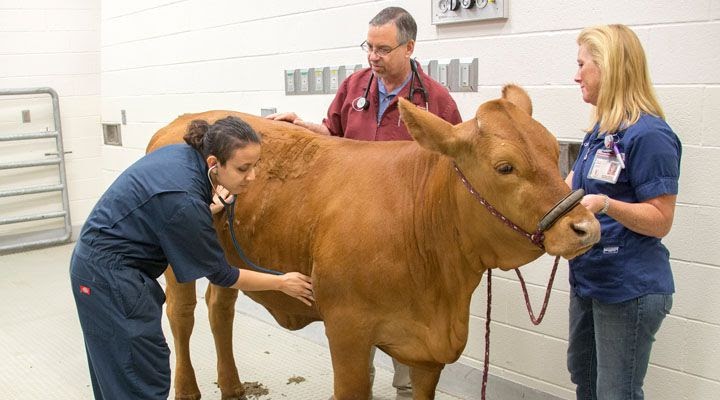 A Livestock Veterinarian - Livestock Info