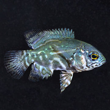Tropical Fish for Freshwater Aquariums: Zebra Oscar