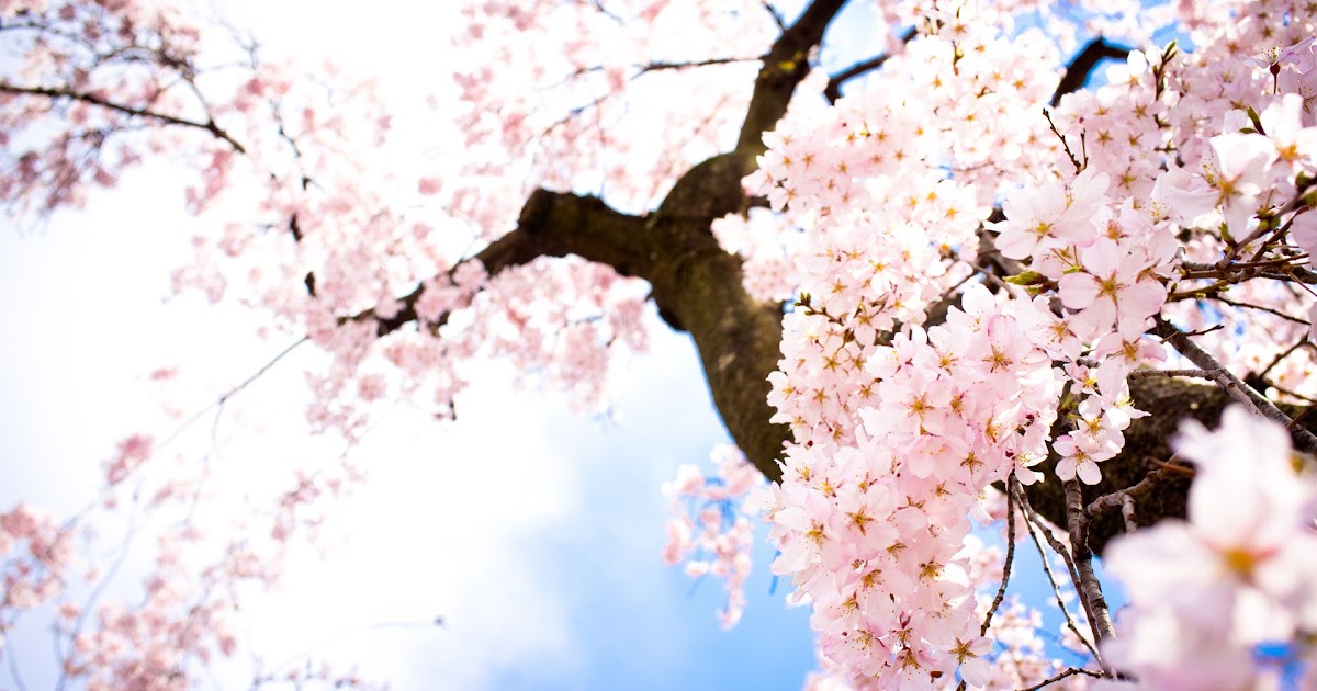 High Quality Wallpaper Anime Cherry Blossom Background - Mural Wall