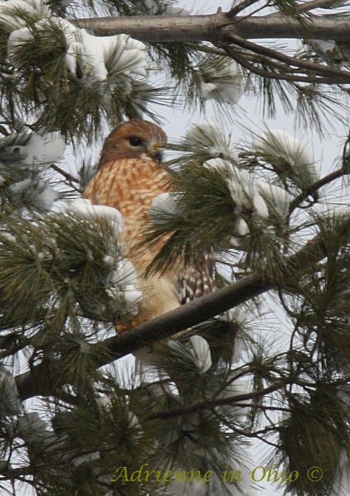 red-tailed male3-crop
