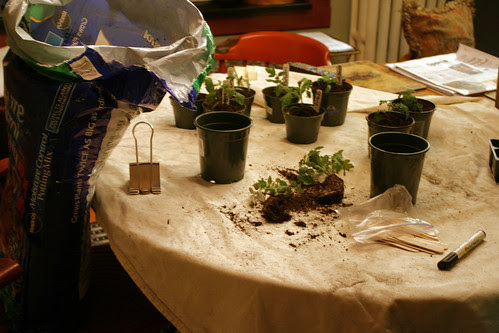planting 028