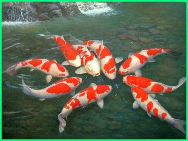 Wallpaper Full Hd Ikan Koi Wallpaper