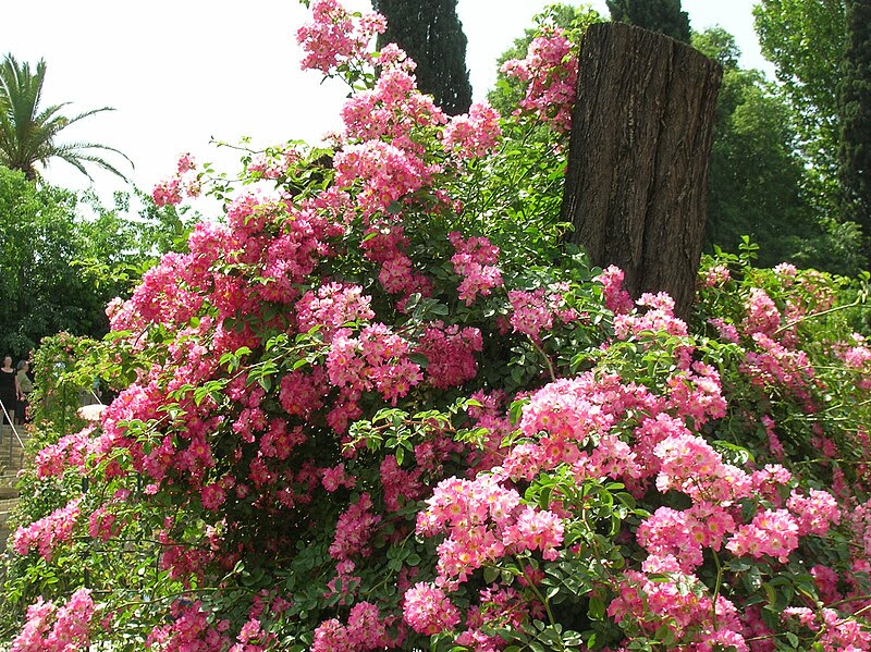 File:Rosa Luciano del Bufalo Maresa del Bufalo Ibrido di Moschata 1.JPG