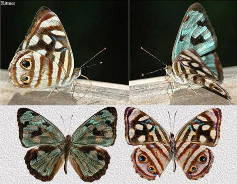 Por: Argentinean insects