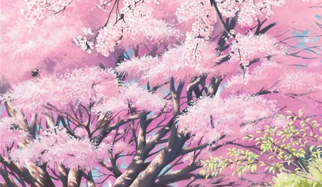 Anime Cherry Blossom Phone Wallpaper