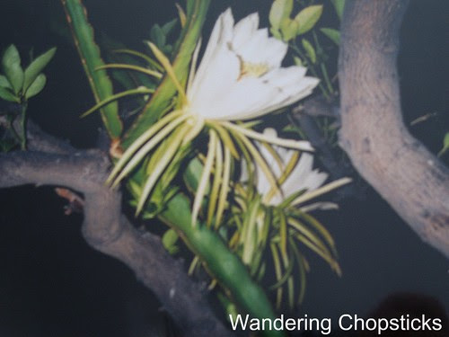 Thanh Long (Dragonfruit) 1