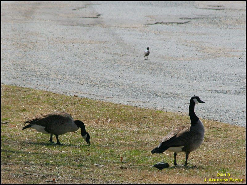 Canada Goose Canada Goose