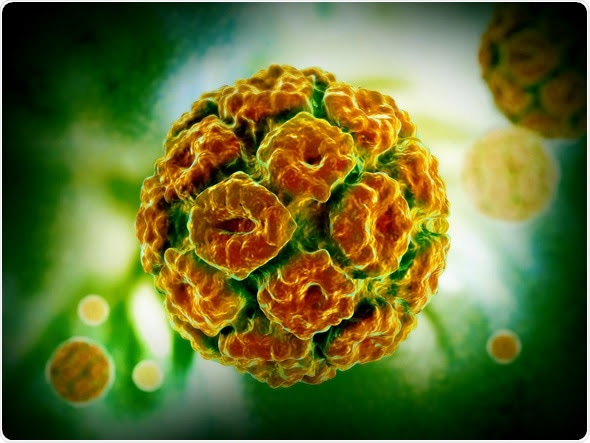 Human Papillomavirus - Image Copyright: Liya Graphics / Shutterstock Human Papillomavirus - Image Copyright: Liya Graphics / Shutterstock