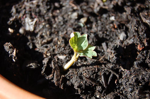 First leaves on nasturtium seedling