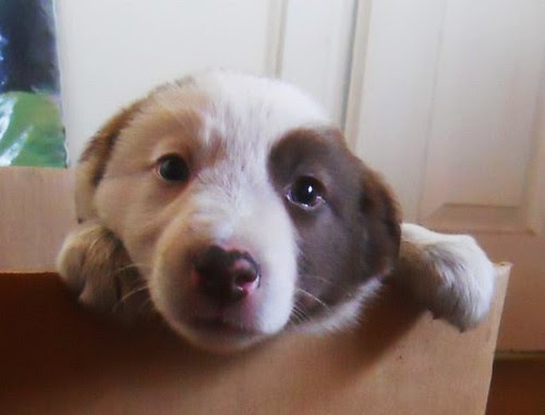 Pip