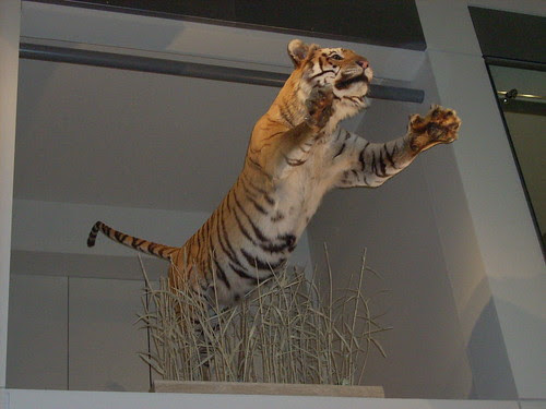 Pouncing tiger