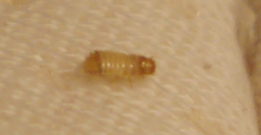 Bed Bug Larvae Vs Carpet Beetle Larvae | BangDodo