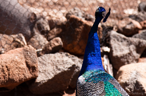 peacock