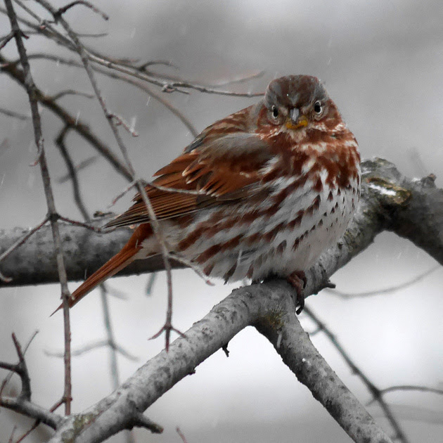 Ed Gaillard: birds &emdash; Fox Sparrow, fluffed out on a snowy day