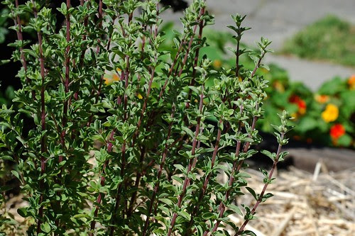 Our marjoran plant by Eve Fox, Garden of Eating blog