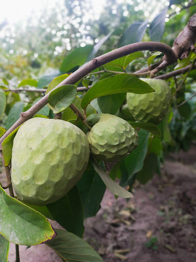 La polinización de la Chirimoya: el proceso detrás de un manjar exquisito en Ferofruit Almuñécar – Ferofruit Almuñécar S.L.
