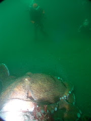 Diving off the coast of Shiretoko penisula