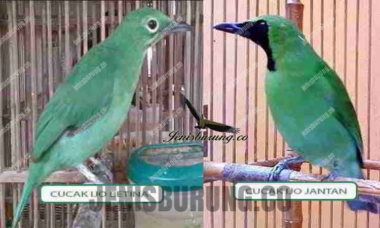 Burung Cucak Lumut Jantan Dan Betina - Jual Burung Cucak Murah Harga