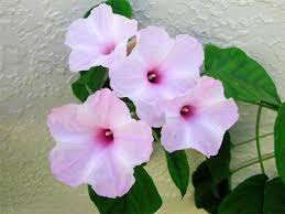 http://t0.gstatic.com/images?q=tbn:ANd9GcQO620l9abNOJdIETeS-67al6gapSONSyc9CWceZCtQfQXDcBst