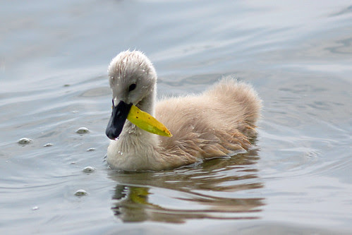 Mute Swan Baby
