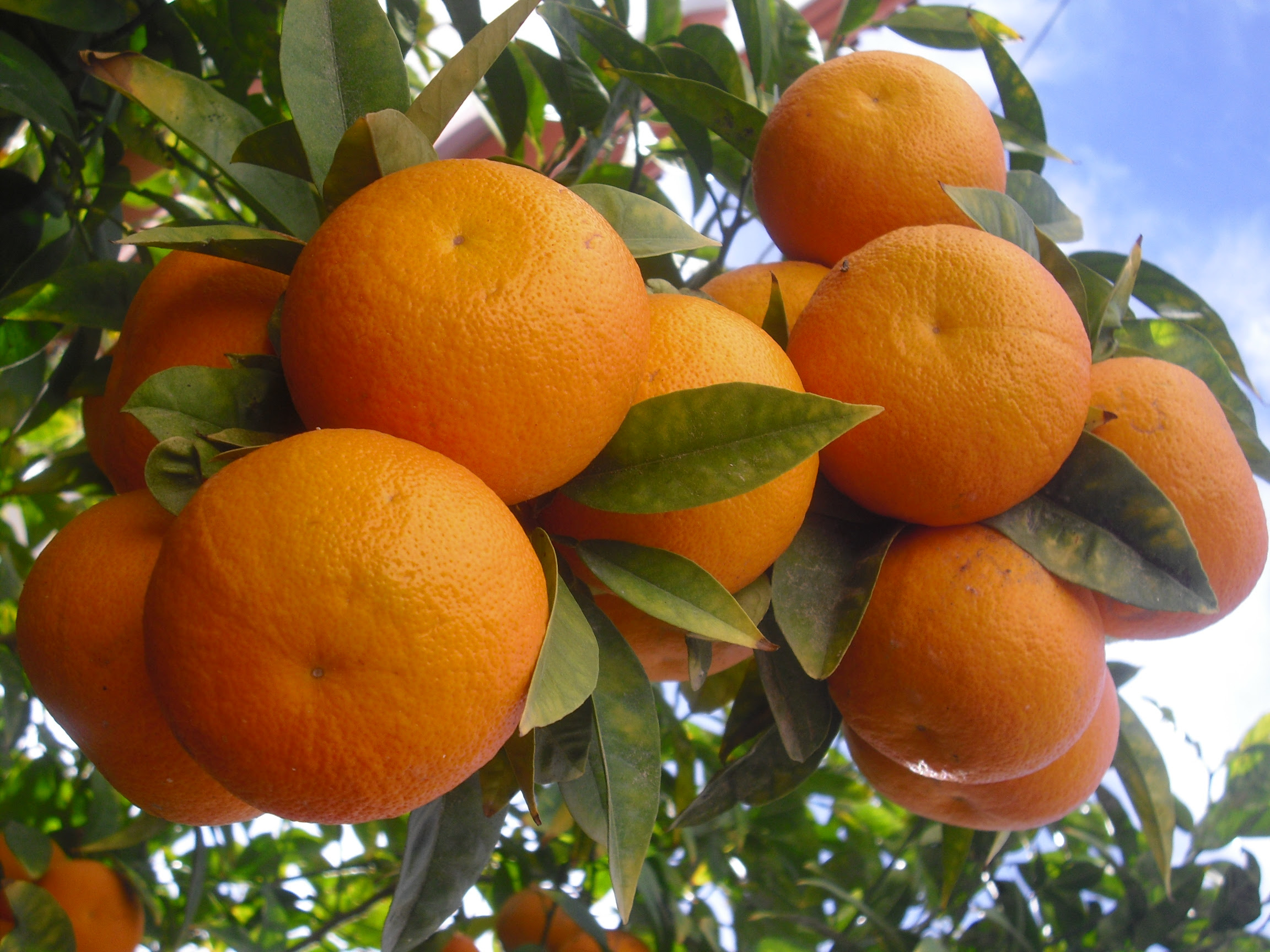 http://upload.wikimedia.org/wikipedia/commons/f/f5/Oranges_in_the_tree.JPG
