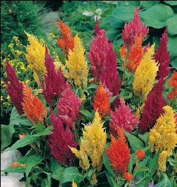 http://flora-sg.com/catalog/cut_flowers/thm_CELOSIA%20PLUMOSA.jpg