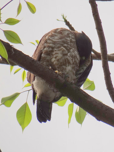 鳳頭蒼鷹/無限台南