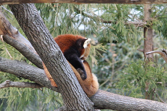 Red Panda