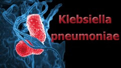 Klebsiella  pneumoniae
