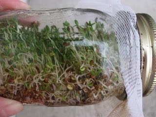 how to grow sprouts