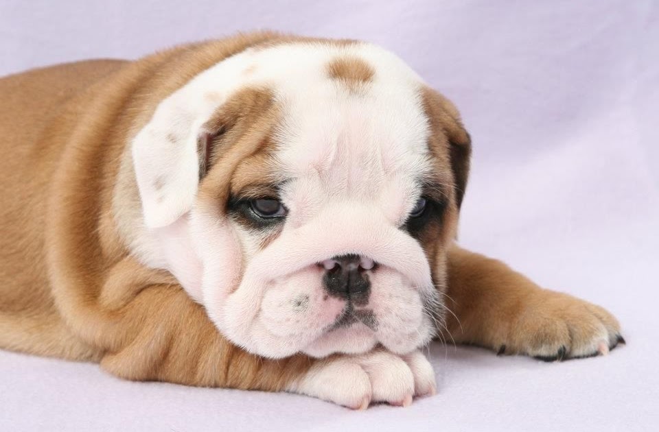 French Bulldog Puppies Wisconsin Breeders - Pudding to come