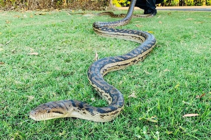 40 Mimpi melihat ular sgp