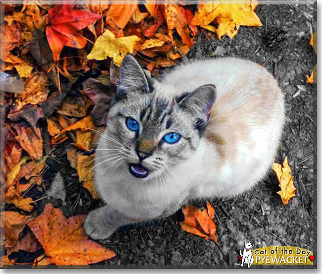 43++ Lynx point siamese los angeles Cat Pictures