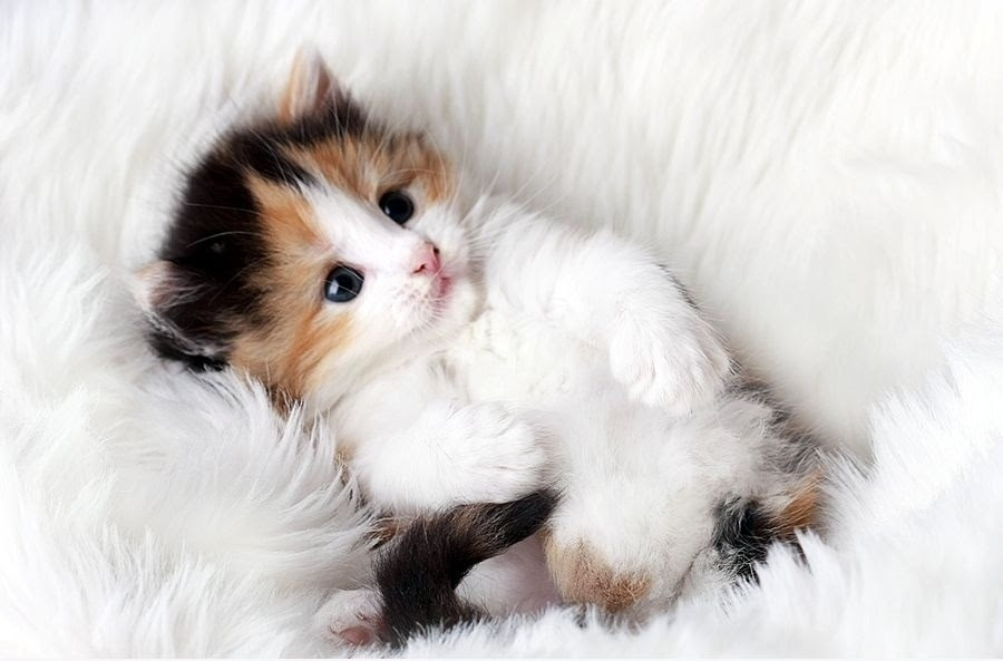 50 Gambar DP BBM Kucing Lucu Imut Gemesin Berbagai Gadget 50 Gambar DP BBM Kucing Lucu Imut Gemesin Berbagai Gadget