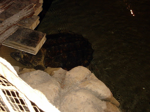 Huge Turtle in Bass Pro