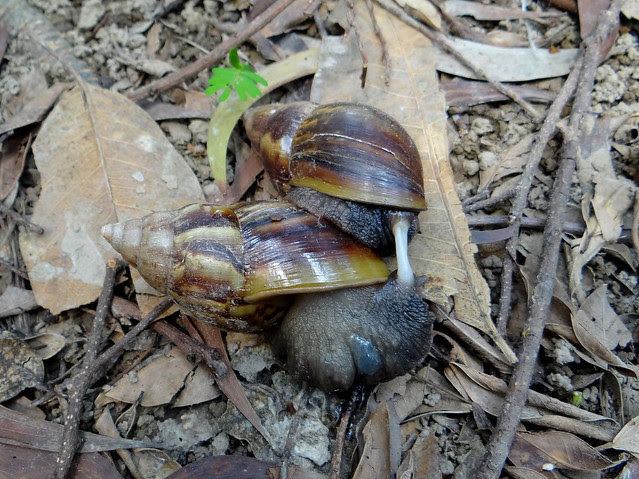 鳳頭蒼鷹/無限台南