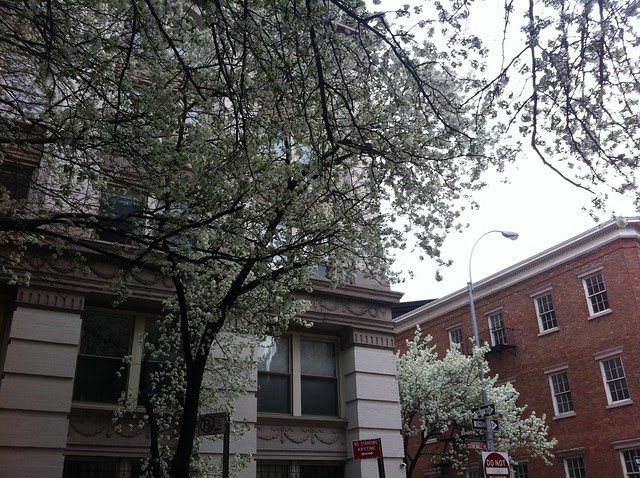 A Walk for the Blooming Trees