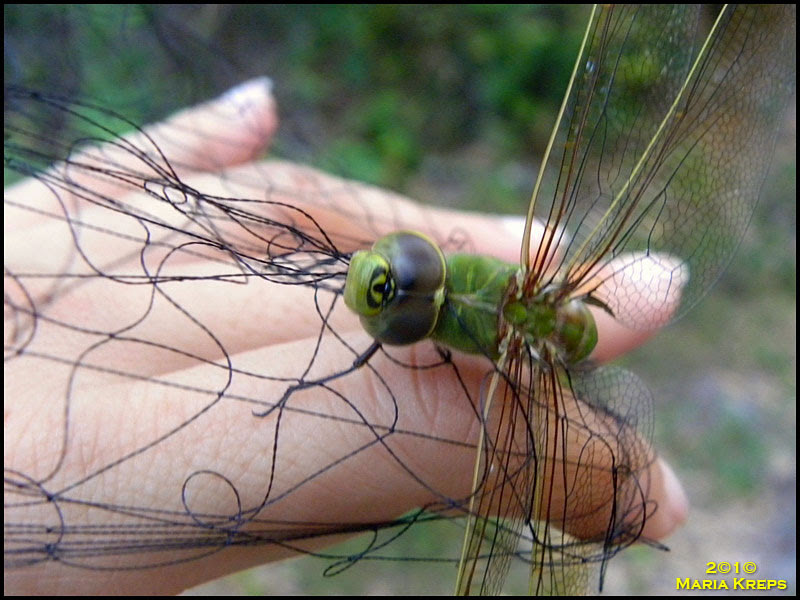 Dragonfly