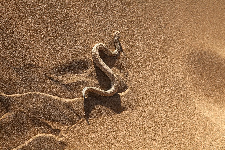 Resultado de imagem para snake Sidewinder