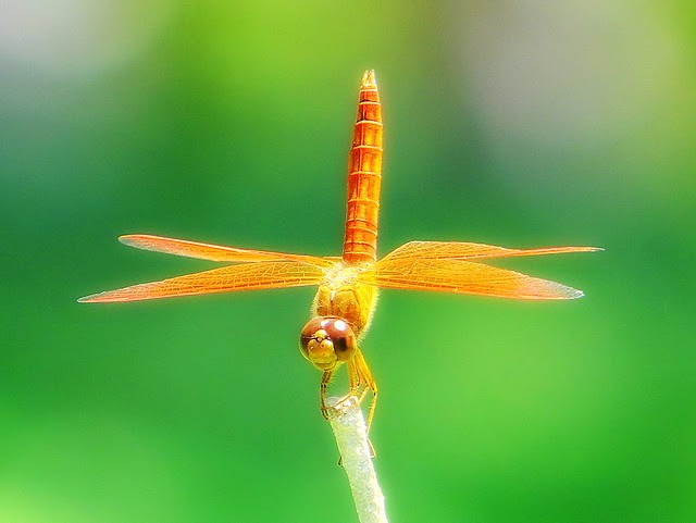 青蜓/無限台南