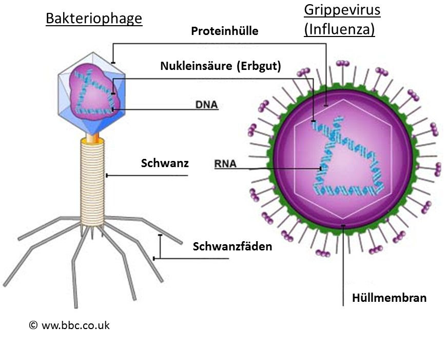 20 New Dna Diagram Labeled
