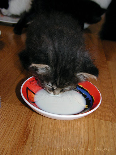 Tommie