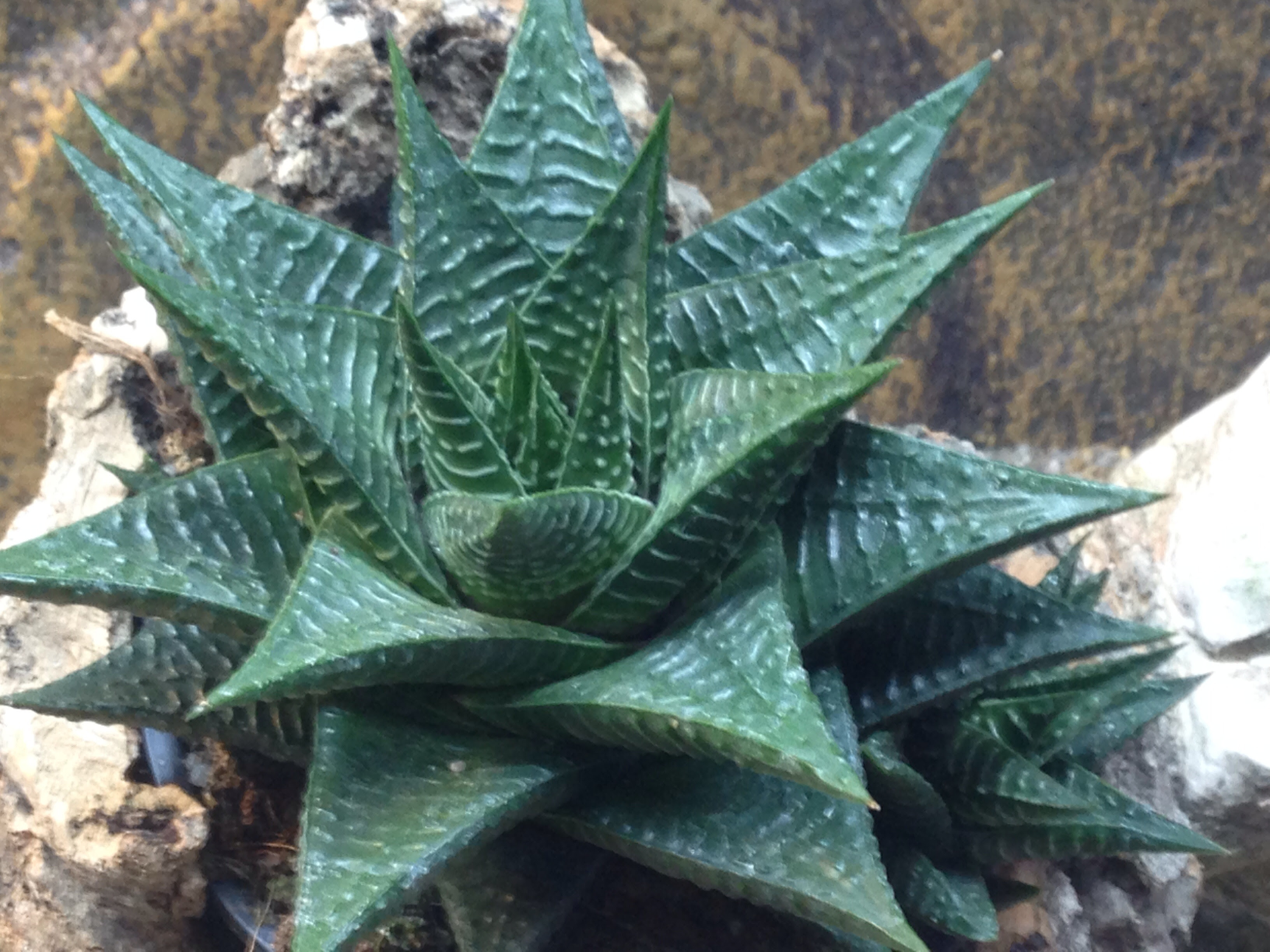 Bearded Dragon Plants