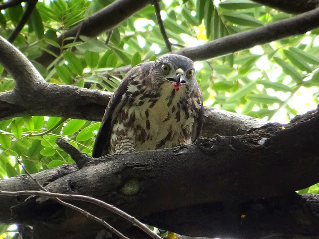 鳳頭蒼鷹/無限台南