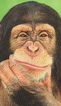 Chimp contemplation