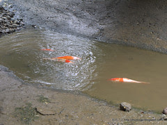 缺水